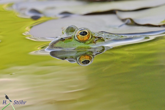 Wasserfrosch (Rana esculenta-Komplex)